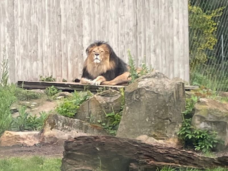 Ein Ausflug in den Zoo